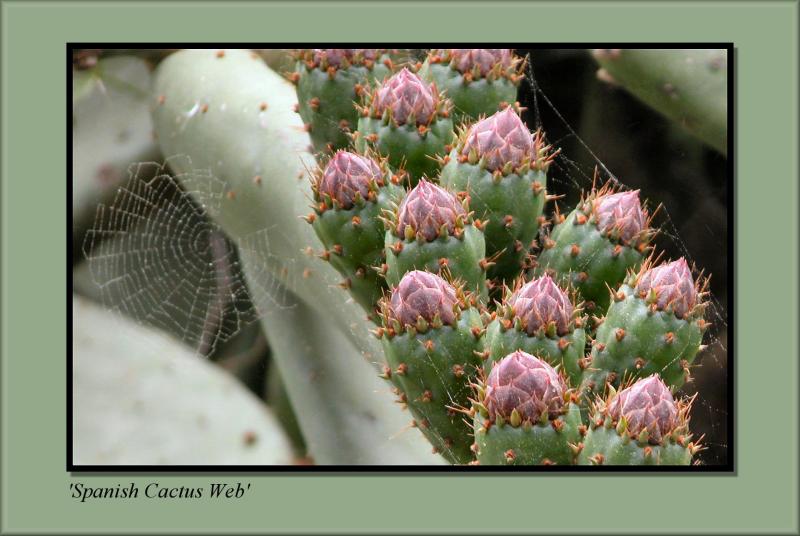 Spanish Cactus Web