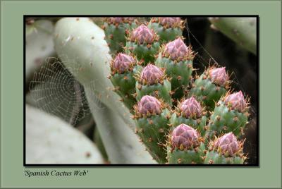 'Spanish Cactus Web'
