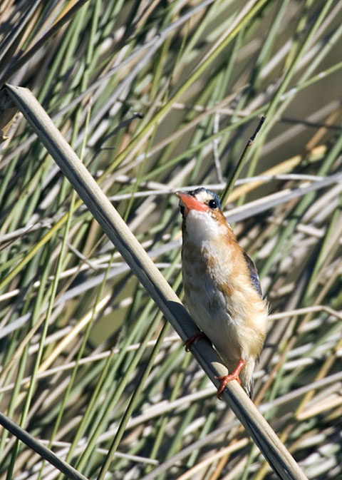 kingfisher