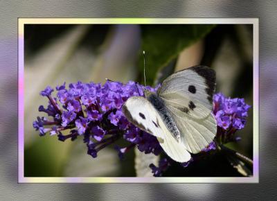 Cabbage white