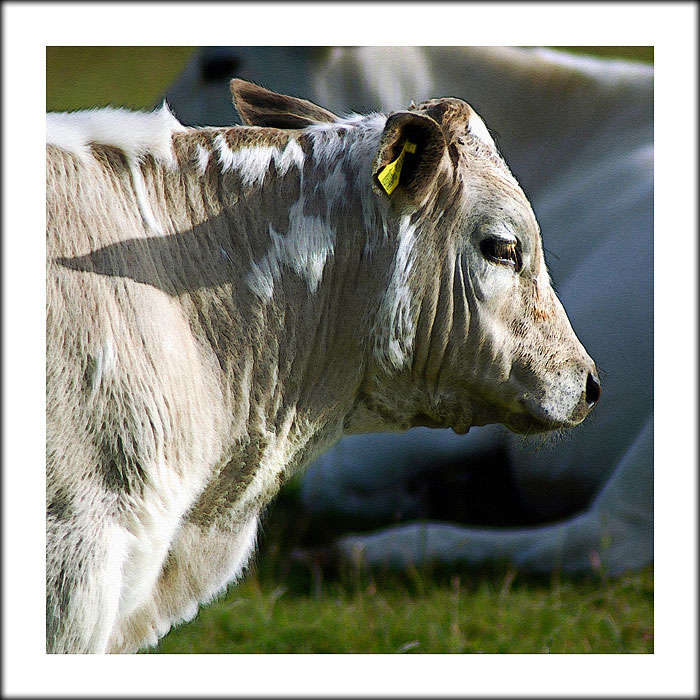 Cow near Ham Hill