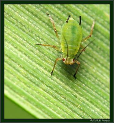 Hemiptera: Aphididae (Aphid)
