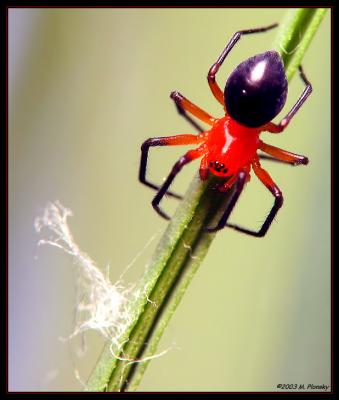 Black & Red Spider (Walckenaeria auranticeps)