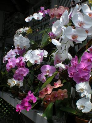 Phalaenopsis Blooms 2003