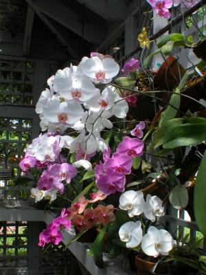 Phalaenopsis Blooms 2003