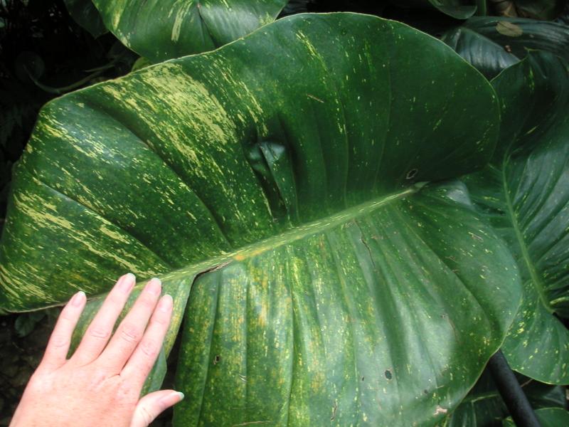 Big leaf