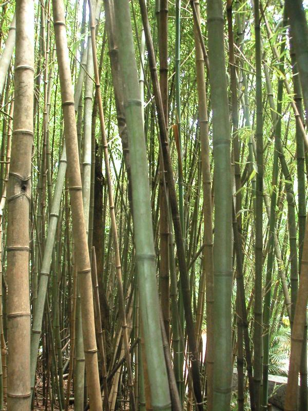 Bamboo