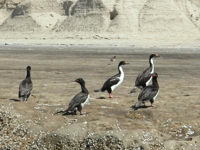 Rock Cormorant