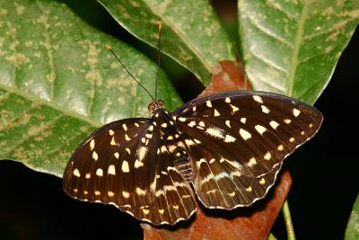 Archduke (Female)