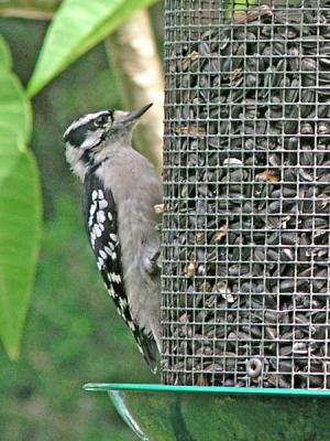 Downy Woodpecker