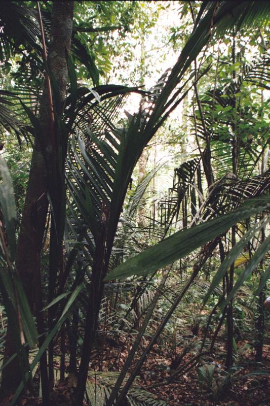 O Bosque, Amazonas