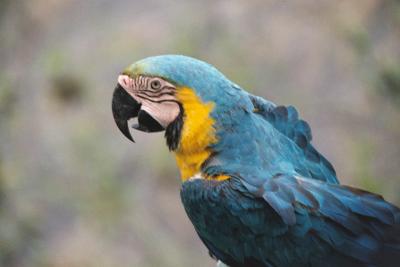 Papagaio Azul e Armalo, Ariau, Amazonas