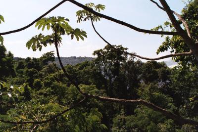 El Bosque, Parque Nacional Iguaz