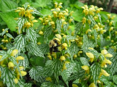 false lamium with a visitor