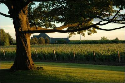 Niagara vineyard