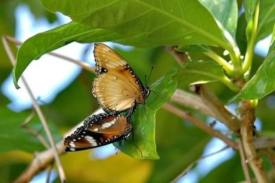 DSC_1978ButterfliesFxSh2_Sm.jpg