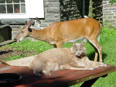 3488901.deercathalf copy.jpg