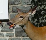 3488902.deerpeach2 copy.jpg