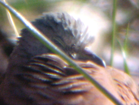 Ruddy Ground-Dove - JRW - 12-19-04 - sleepy.jpg