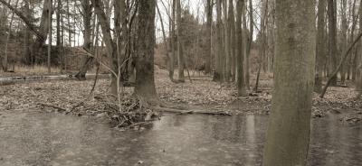 Swampy Panoramic