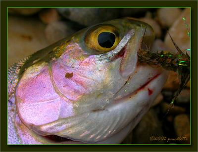 Rio Rejo Rainbow