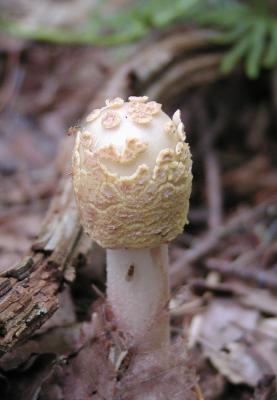 Mushroom, identity unknown, Prince William Forest Park, Pr Wm Co, VA