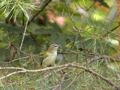 Red-eyed Vireo, Prince William Forest Park, Pr Wm Co, VA