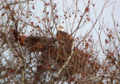 Bald Eagle on Osprey nest