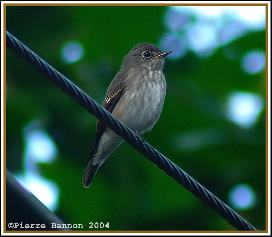 Asian Brown Flycatcher (Gobemouche brun)