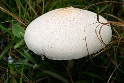 j`ۣ (Parasol Mushroom)