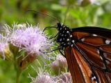 Queen on Mistflower