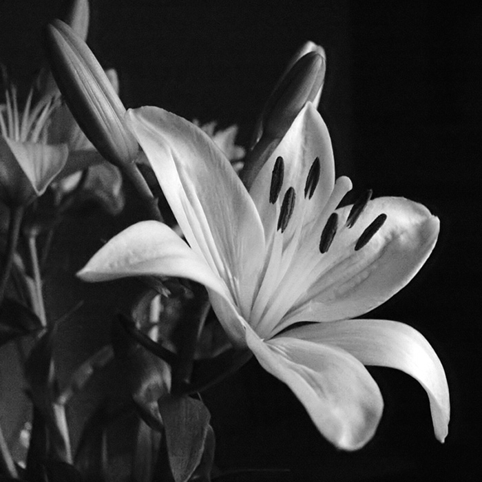 2 Dec 04 - BnW Flowers