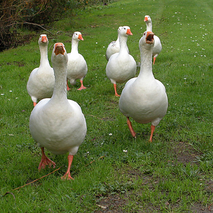 21 Dec 04 - Geese