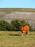 The Burren (Co. Clare)