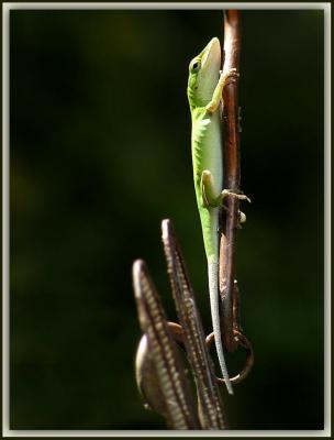 Green Anole