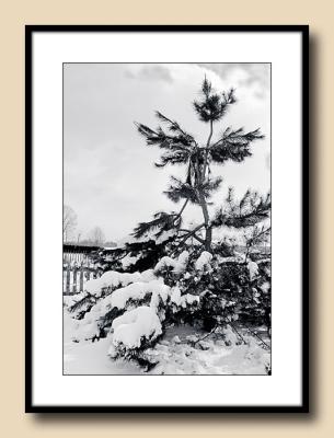 Japanese Black Pine in Snow