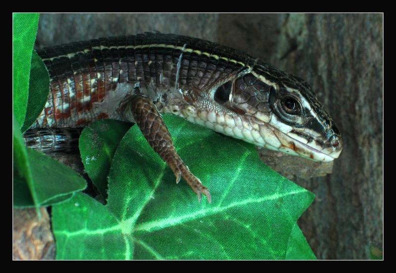 Zoo de Wroclaw lezard