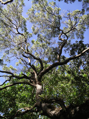 Mahogany Tree- #2.jpg