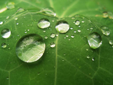 Rain on Nasturtium leaf 1.jpg