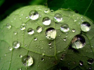 Rain on Nasturtium leaf 3.jpg