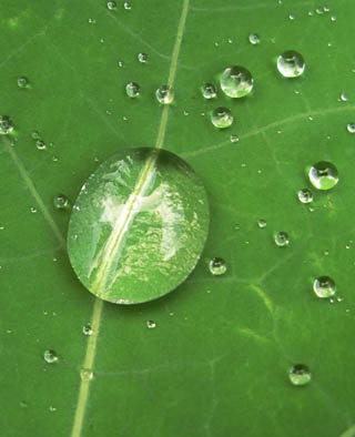 Rain on Nasturtium leaf 2.jpg