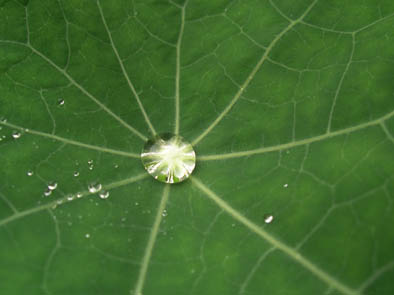 Rain on Nasturtium leaf 4.jpg