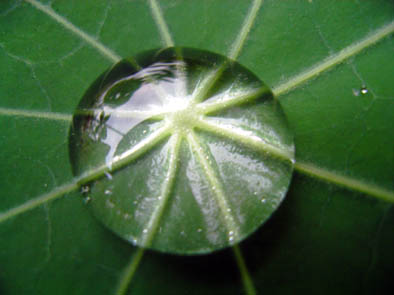 Rain on Nasturtium leaf 8.jpg