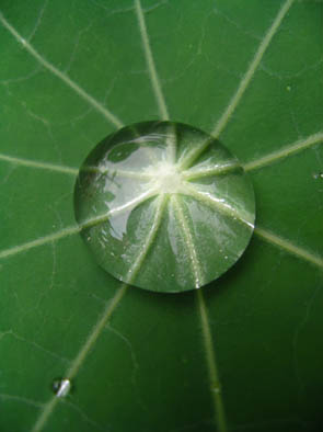 Rain on Nasturtium leaf 9.jpg