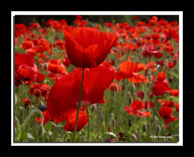 Poppy Field