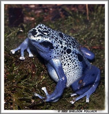 blue-frog-1.jpg