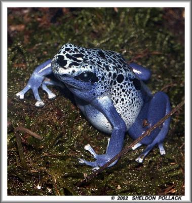 blue-frog-2-.jpg