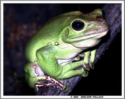 green-frog-3.jpg