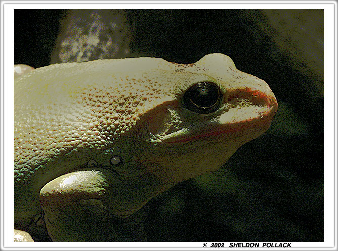 yellow-frog-1-.jpg