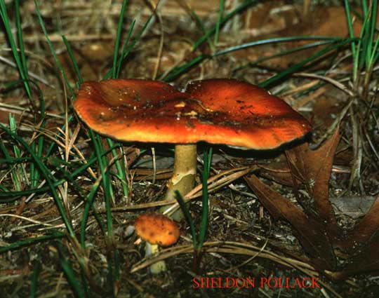 red-mushroom.jpg